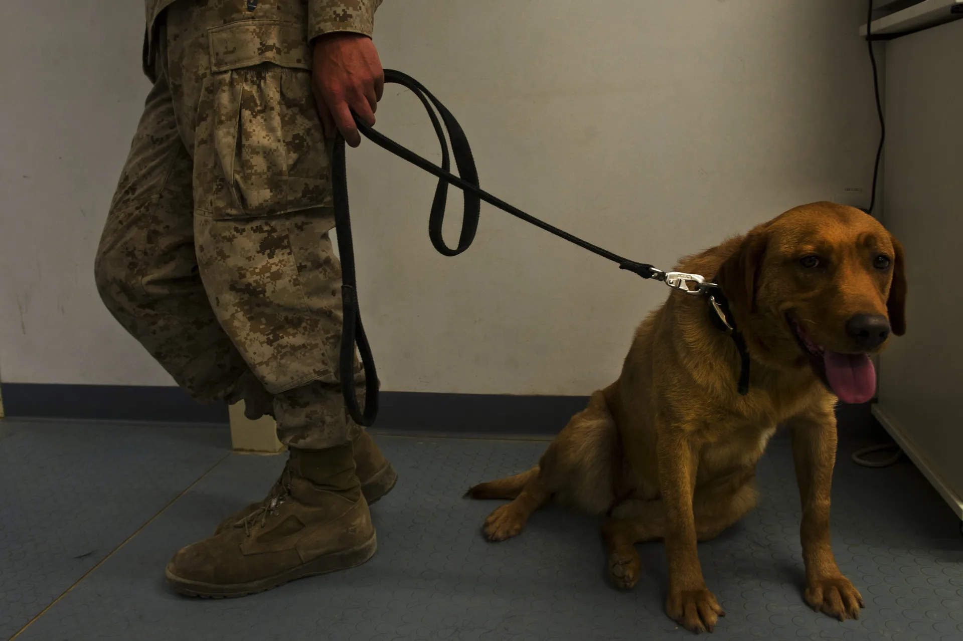 Veterinary staff providing medical treatment to a rescued animal